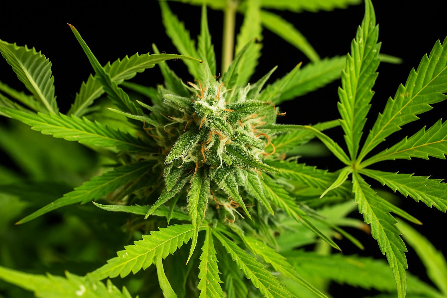 Premium THCa Hemp Flower