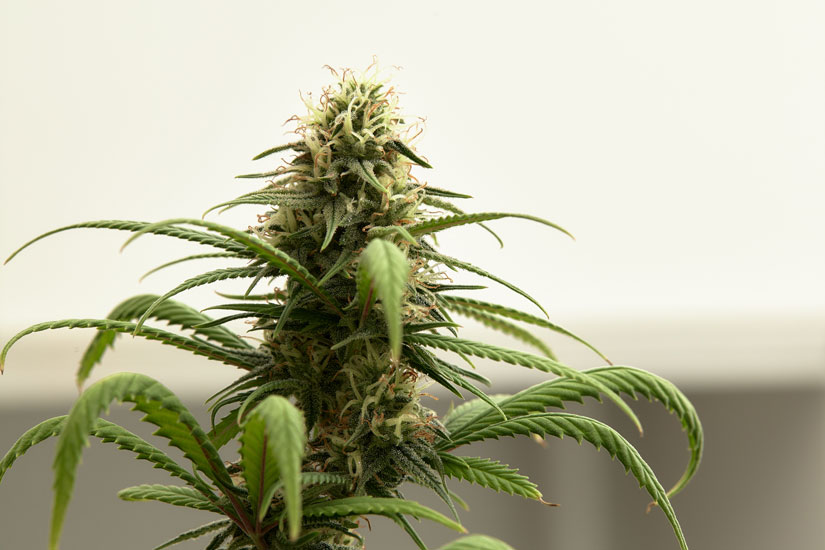 Exotic THCA Flower Wholesale